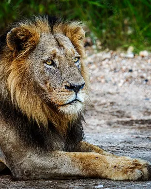 The Lion King Jr.